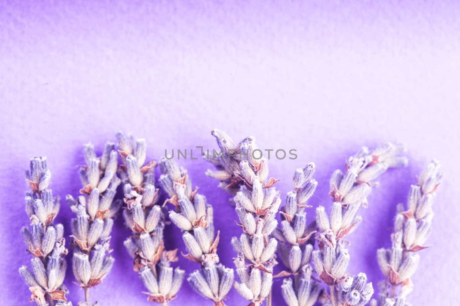 Dry lavender bunch and seeds close up