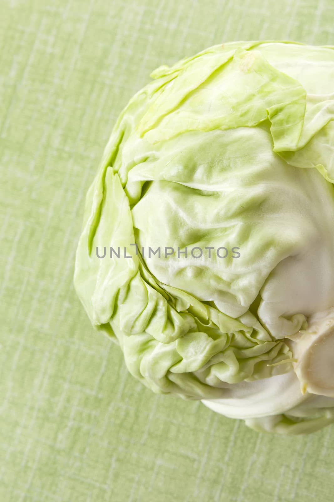 Green cabbage isolated on green background. Culinary healthy vegetable background. 