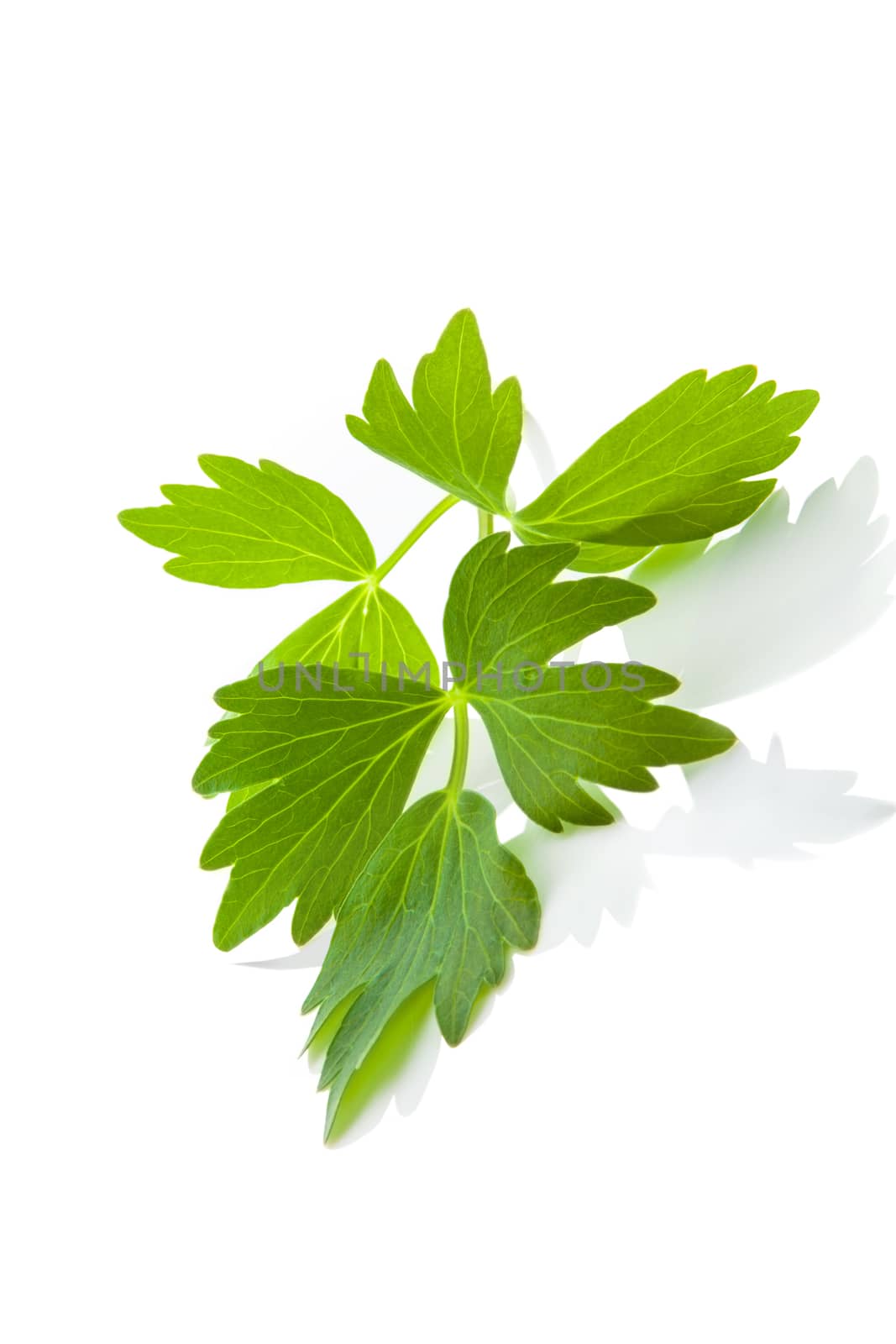 Culinary aromatic herbs. Fresh lovage branch isolated on white background with reflection. Healthy cooking.