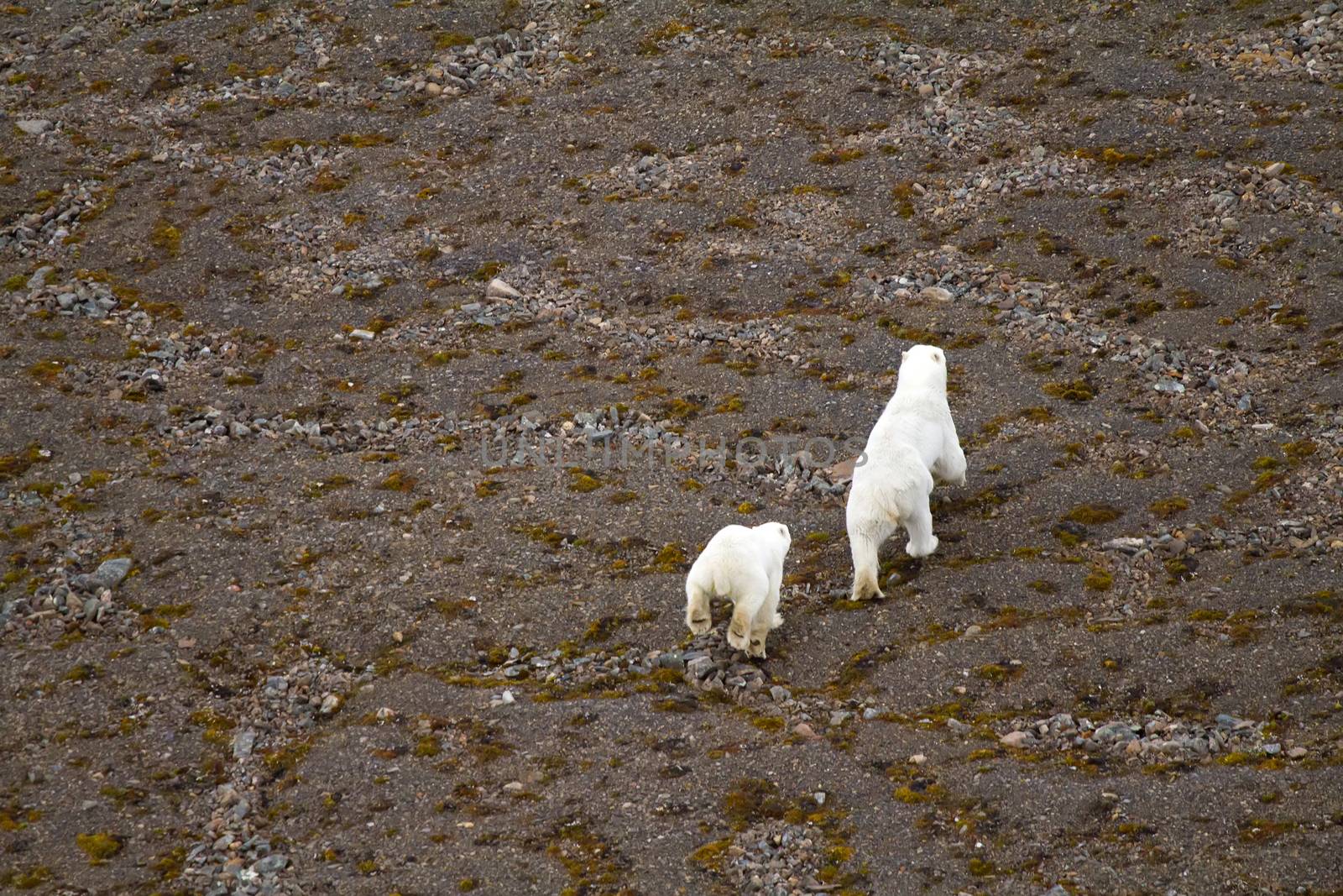 Polar bear in  bird's eye panorama. Northern island of Novaya Zemlya