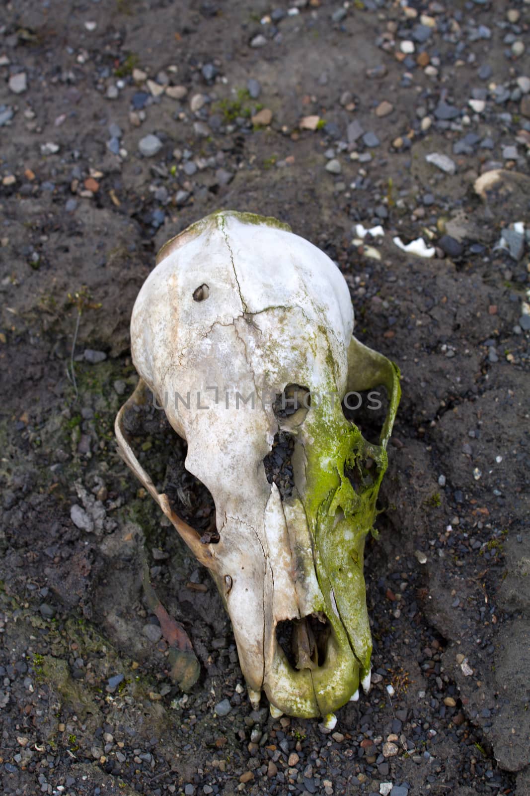 Polar bear skull  area Novaya Zemlya