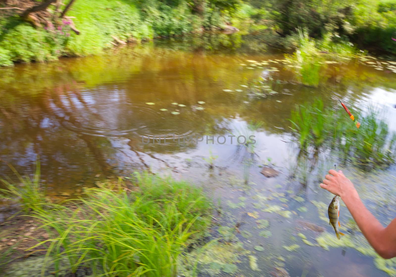 whirlpool on the river where to catch a perch on a rod on fishing