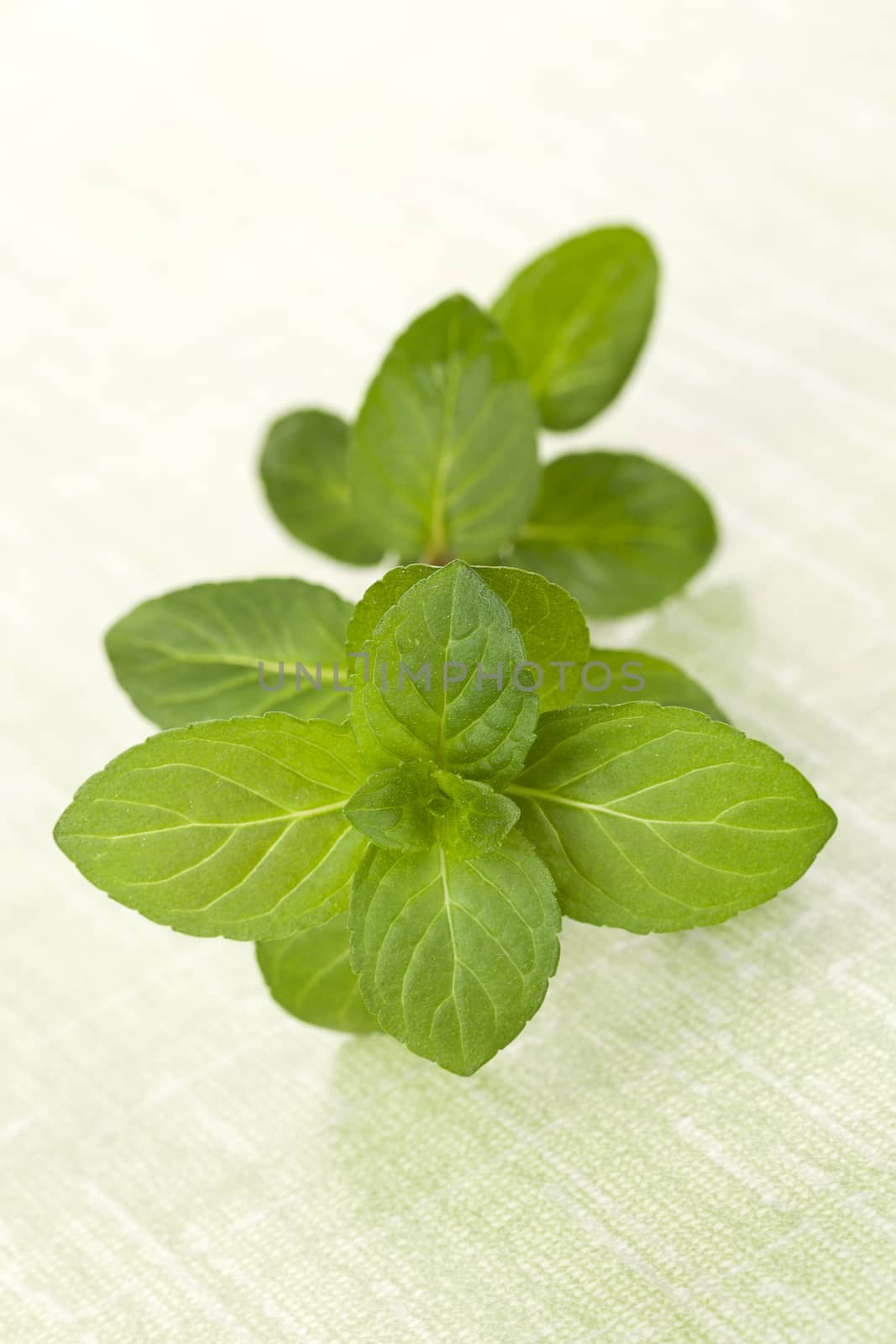 Fresh mint isolated on green background. by eskymaks