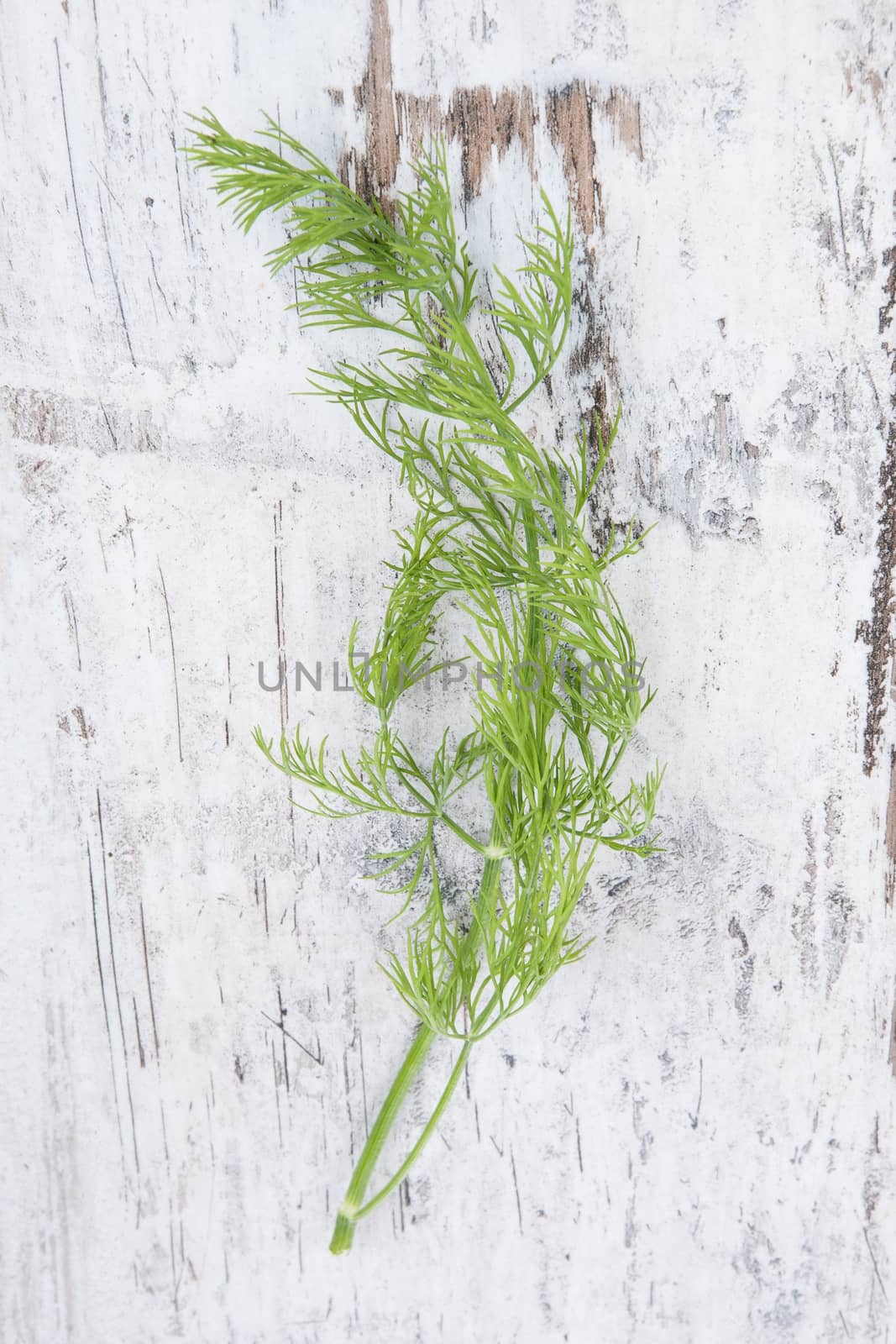 Fresh green dill on white wooden background. Culinary aromatic herbs, rustic style.