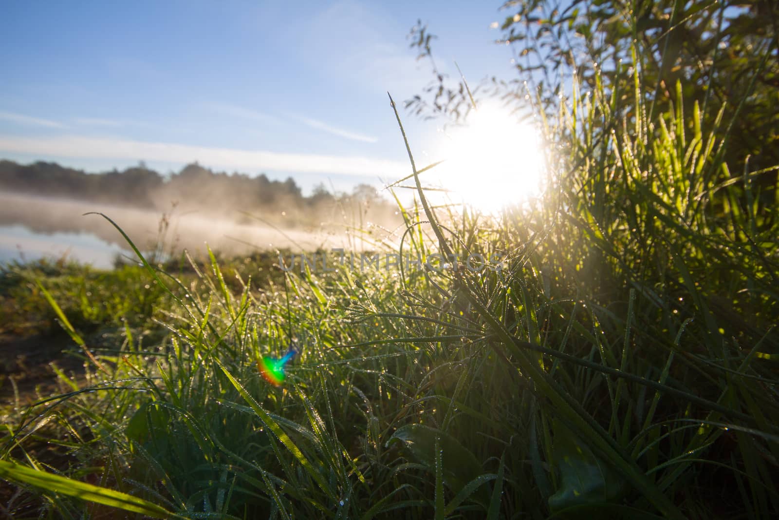 sunrise in fog on the lake shines dew by max51288