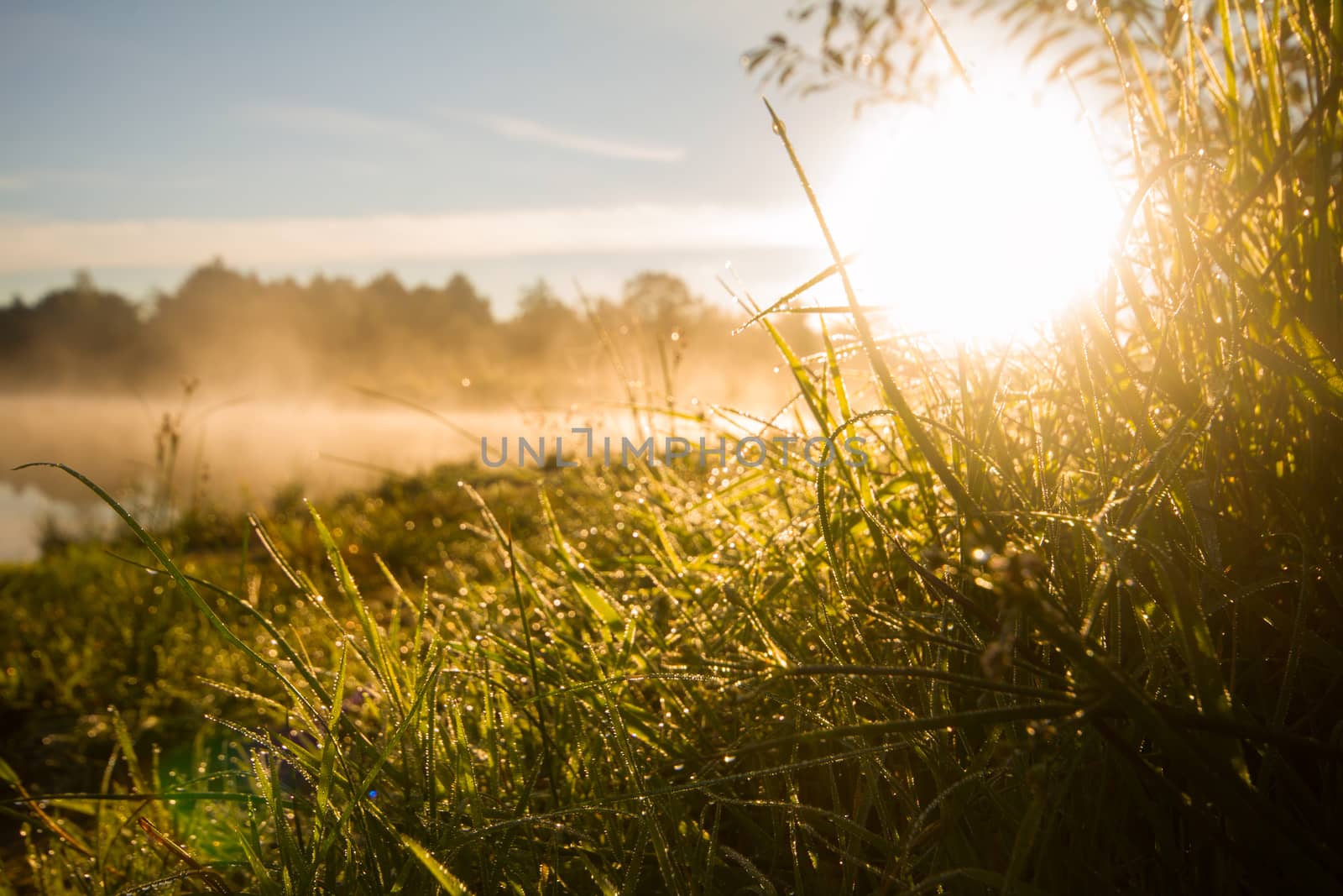 morning, sunshine heat dew, the river in fog