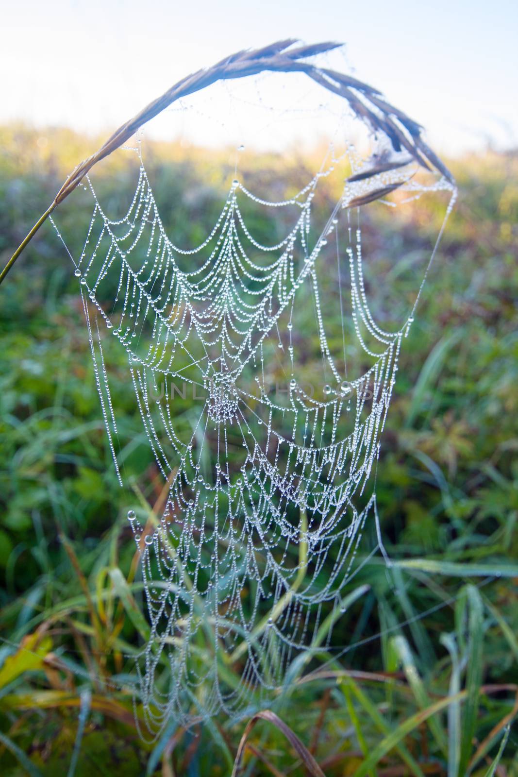 web of a spider on sunshine on a meadow by max51288