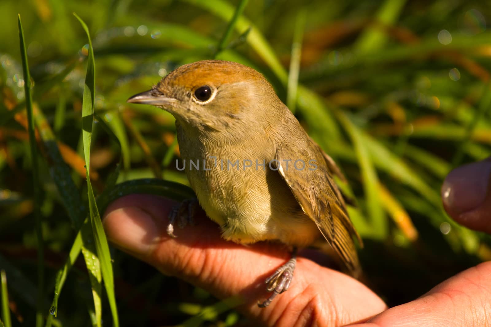   blackcap bird fearlessly is on a hand an easy fit