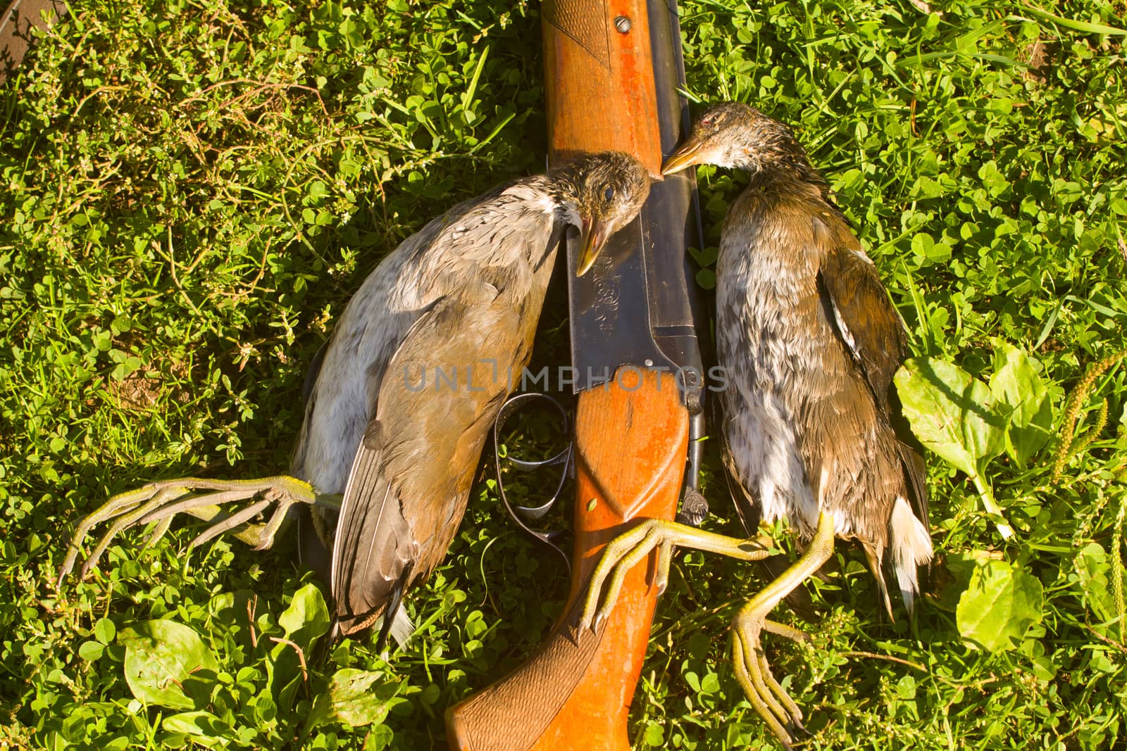 gun and two crake on successful hunting on bogs