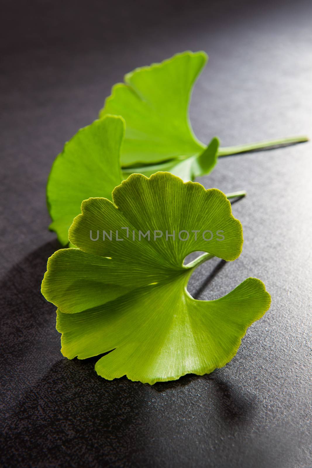 Ginkgo Biloba leaves isolated on black background. Good memory and healthy lifestyle concept.