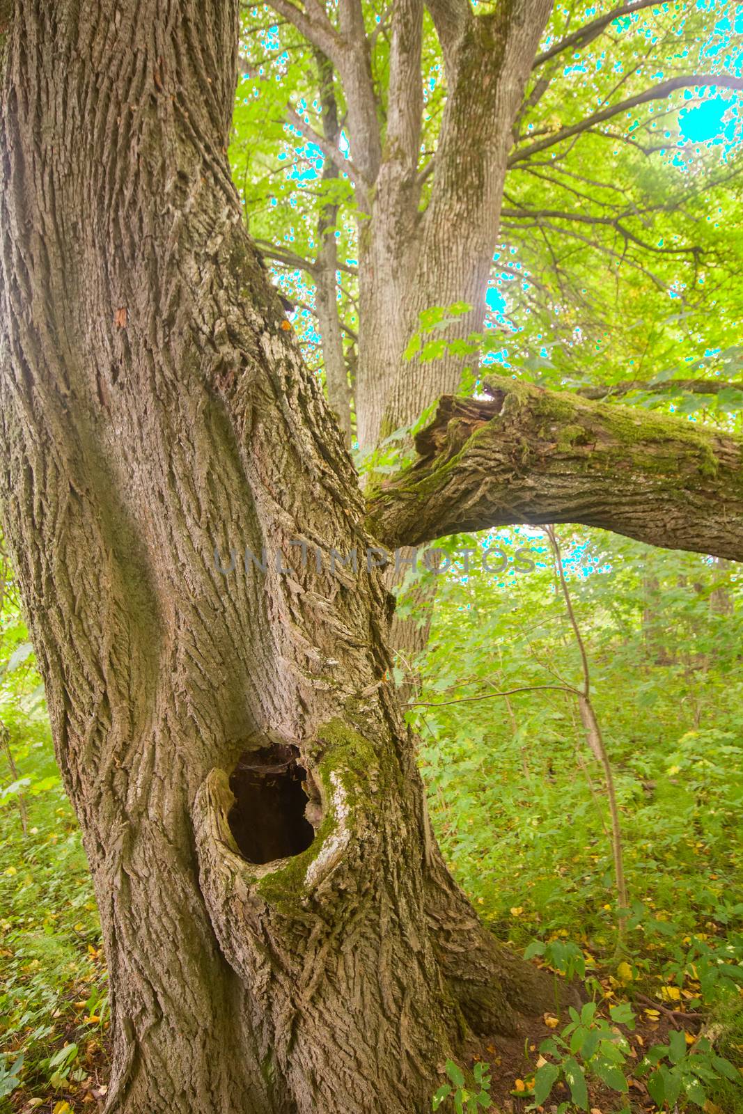 linden tree trunk close up, old avenue