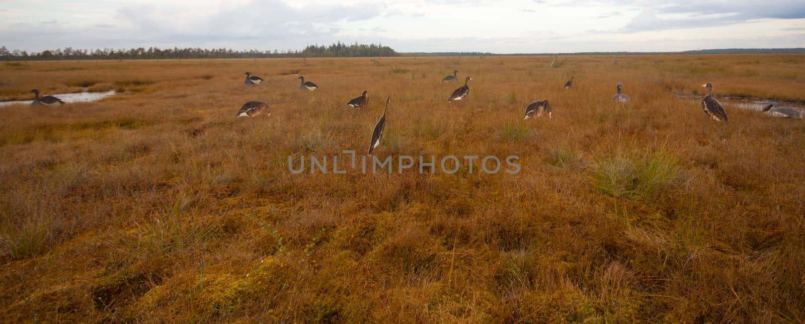 hunting on a bog  with goose profile by max51288