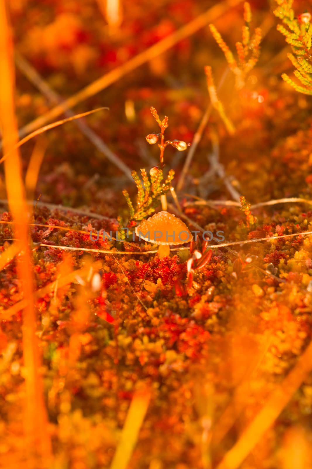 magic bog with a beautiful mushroom