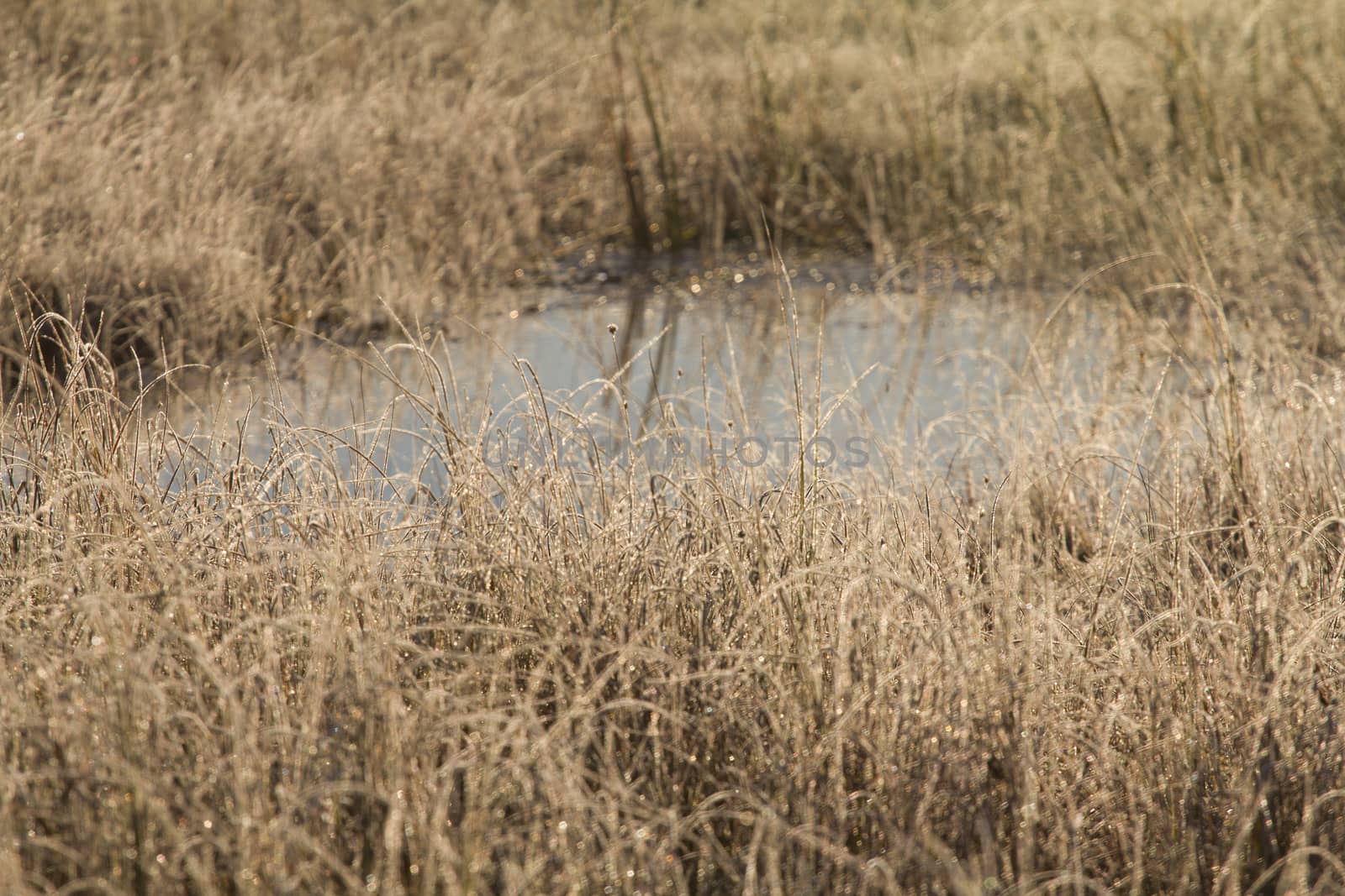 small lake on a bog in the morning in the spring