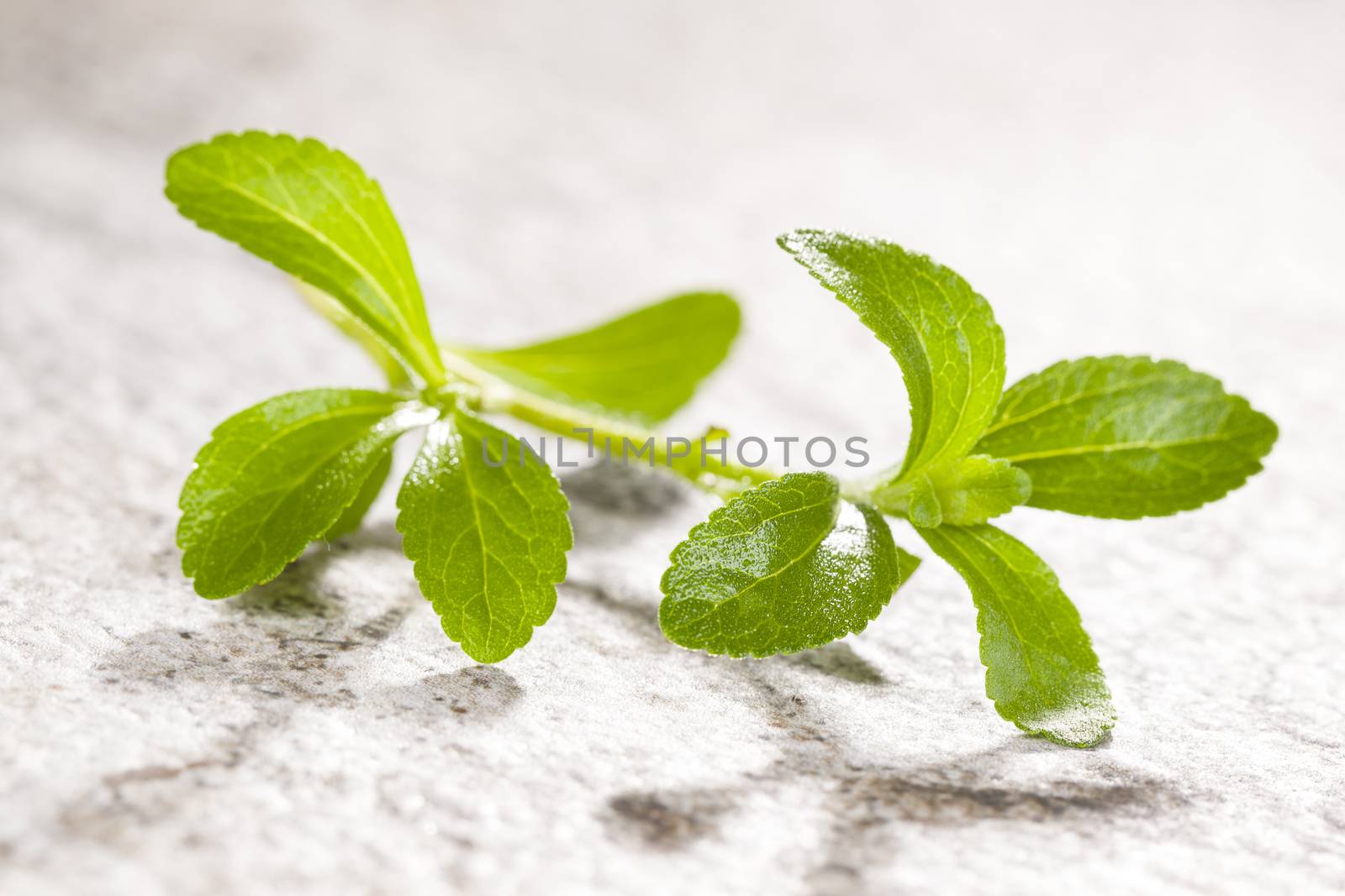 Stevia, sugarleaf isolated on stone background. Healthy sugar alternative. Healthy lifestyle and eating.
