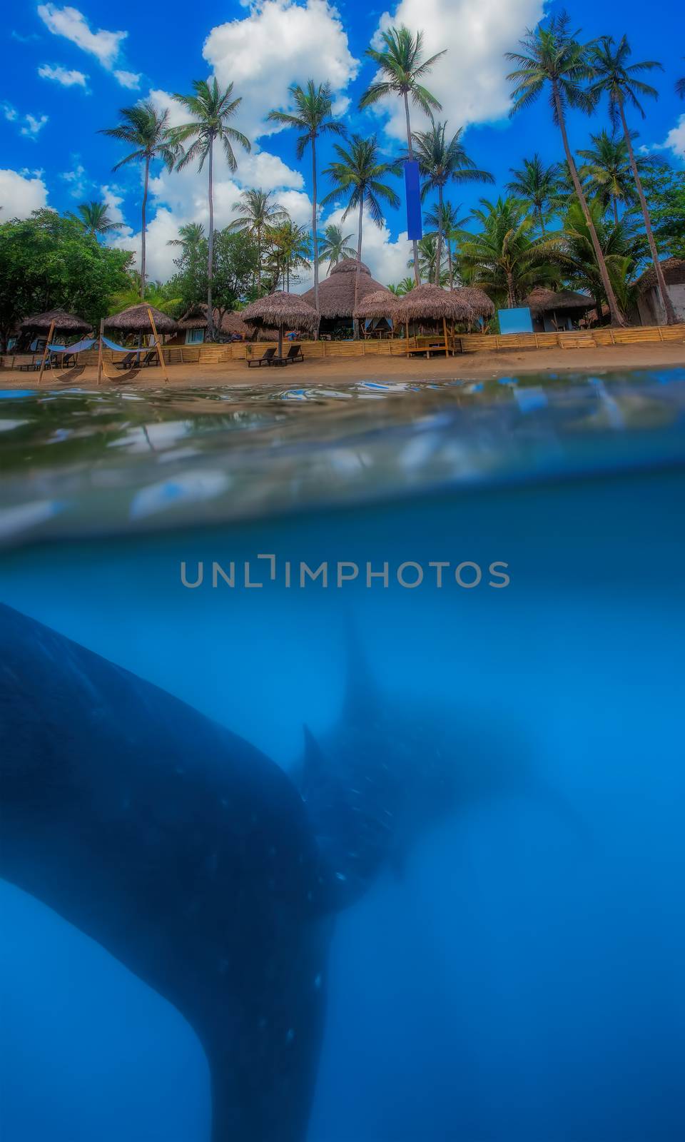 Tropical island and whale shark - above and below water