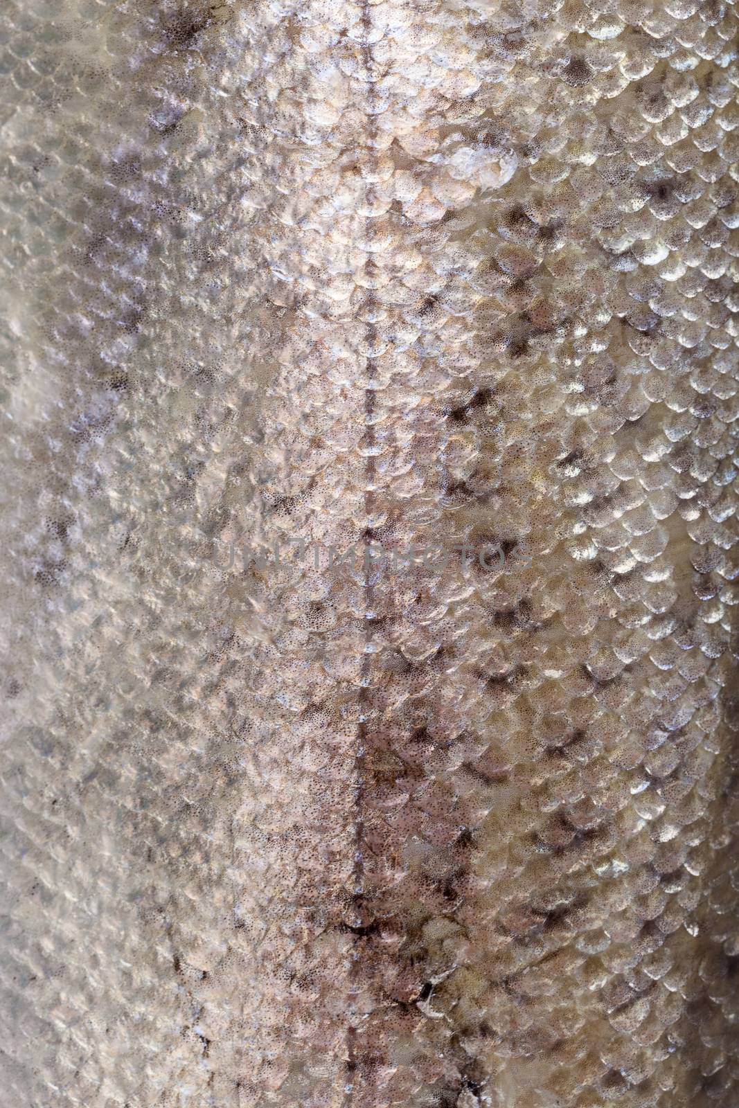 Fish skin texture close up. Abstract background.