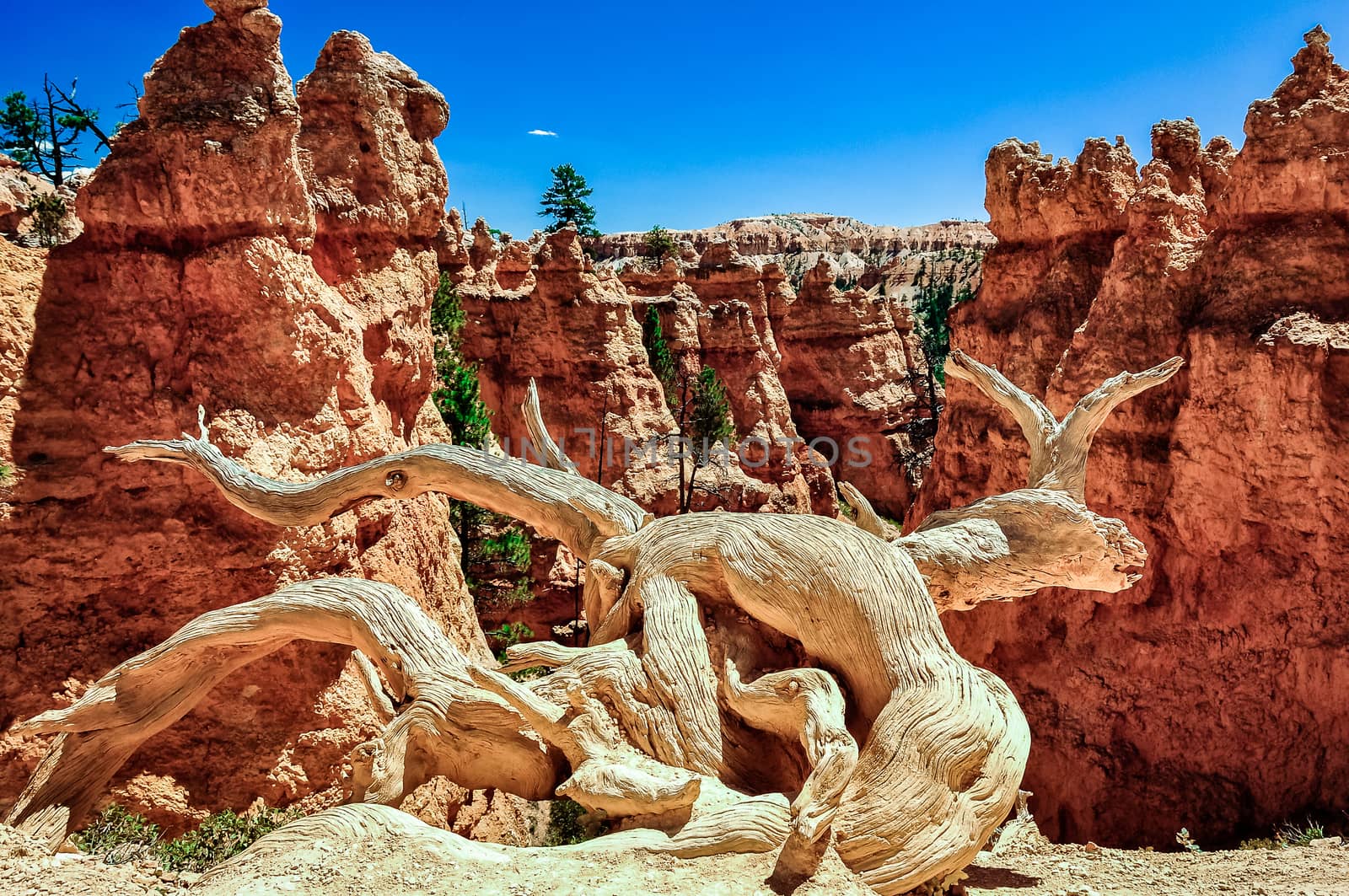 Dry tree trunk and eroded rocks in Bryce Canyon, Utah, USA