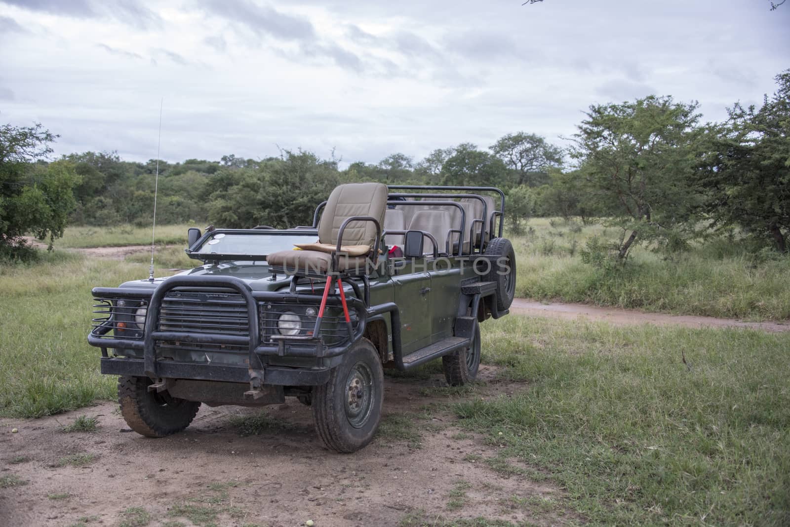 open safari in south africa nature with trees and high grass