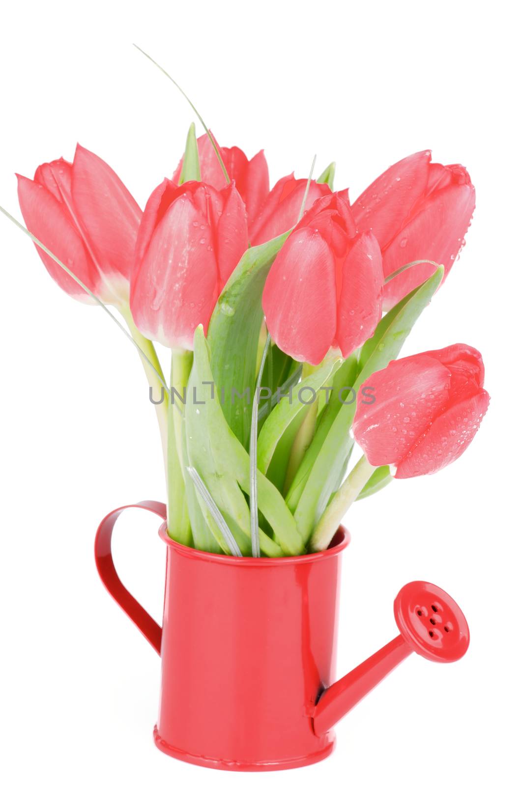 Bunch of Spring Magenta Tulips in Watering Can isolated on White background