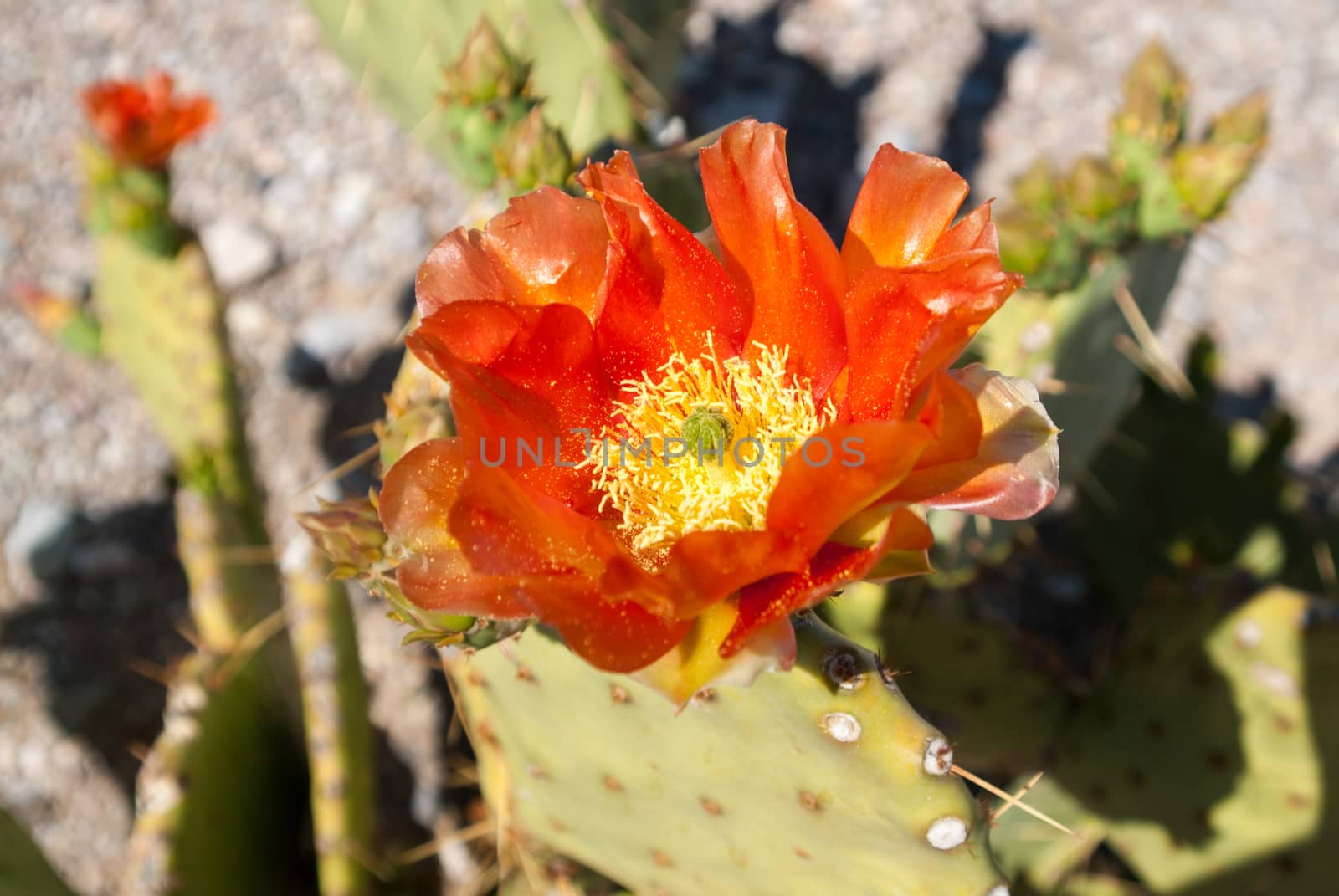 Pollen on Cactus flower