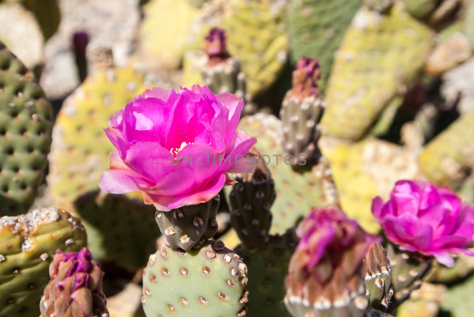 Pink bloom on desert cactus