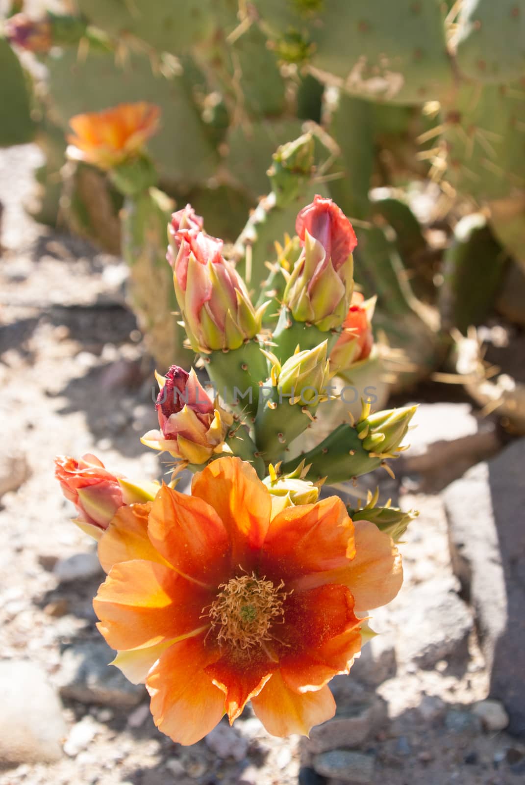 Sunlight on orange cactus flower by emattil