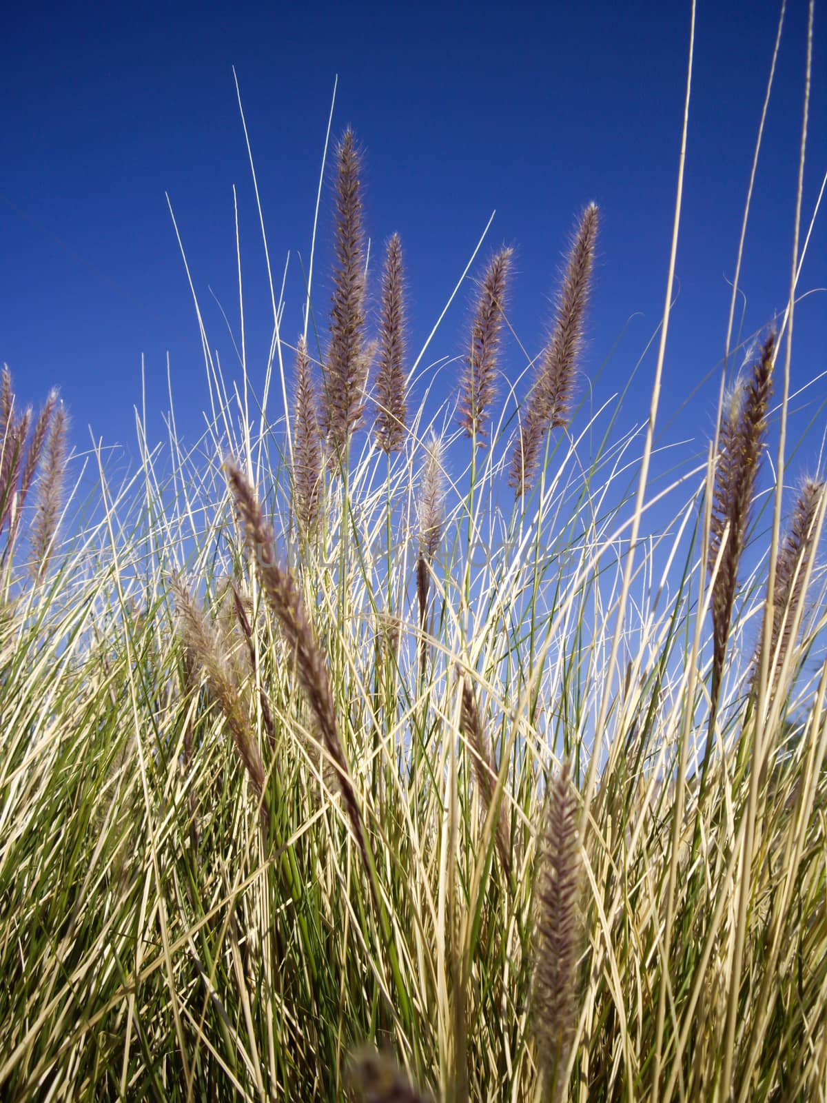 Wild desert grasses by emattil