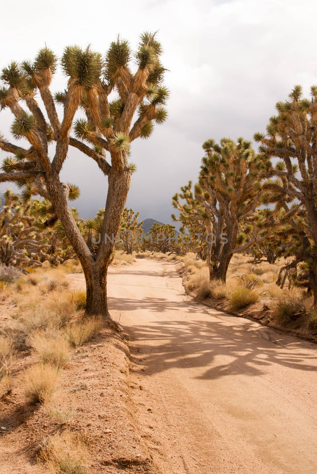 Joshua tree forest on stormy day by emattil