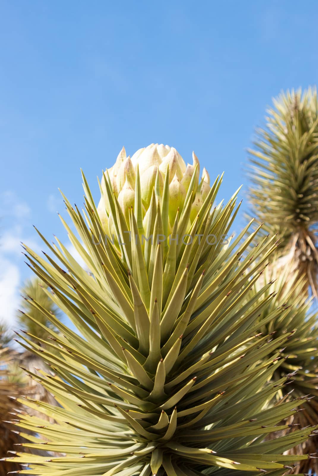 Desert Yucca in flower