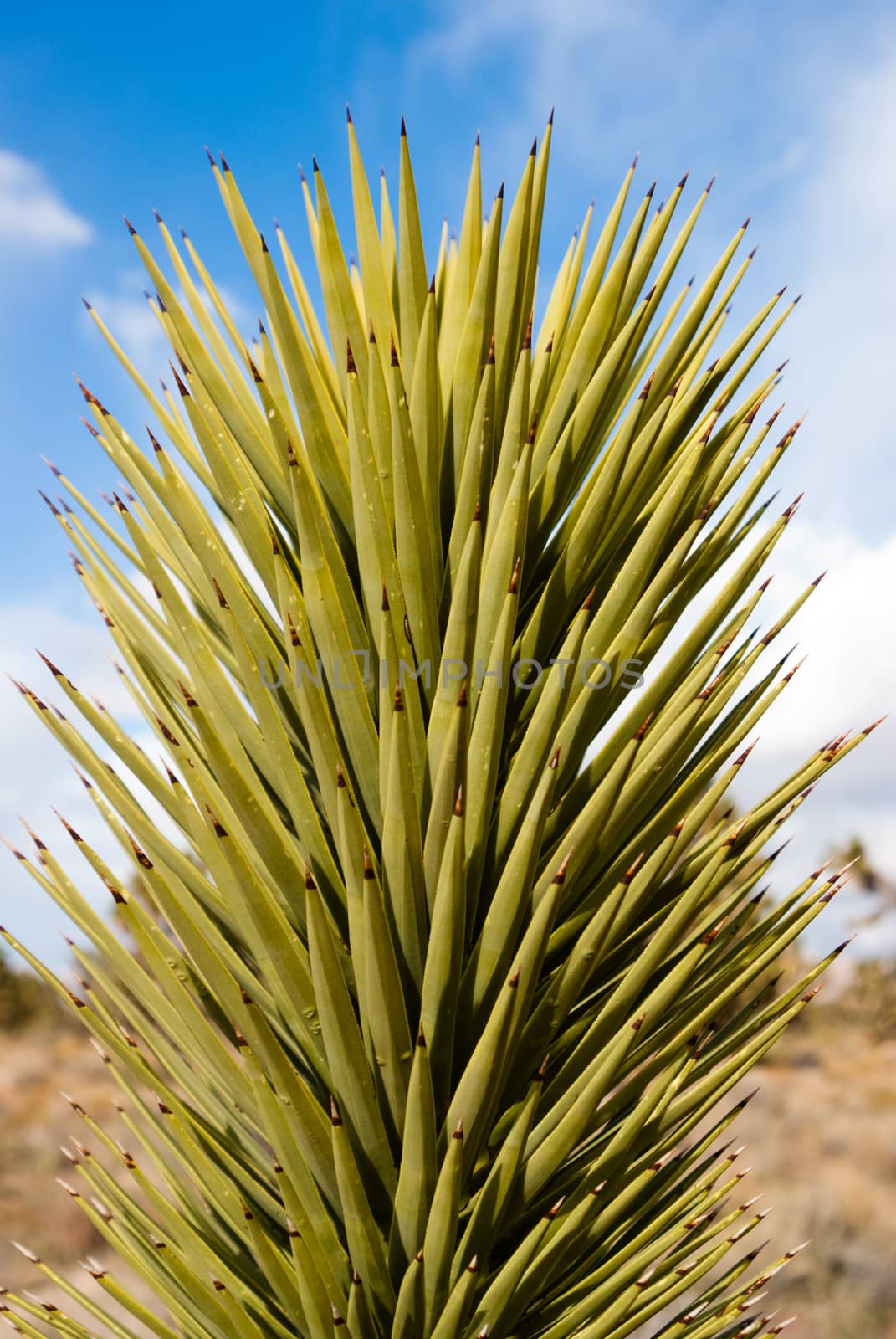 Yucca Plant by emattil