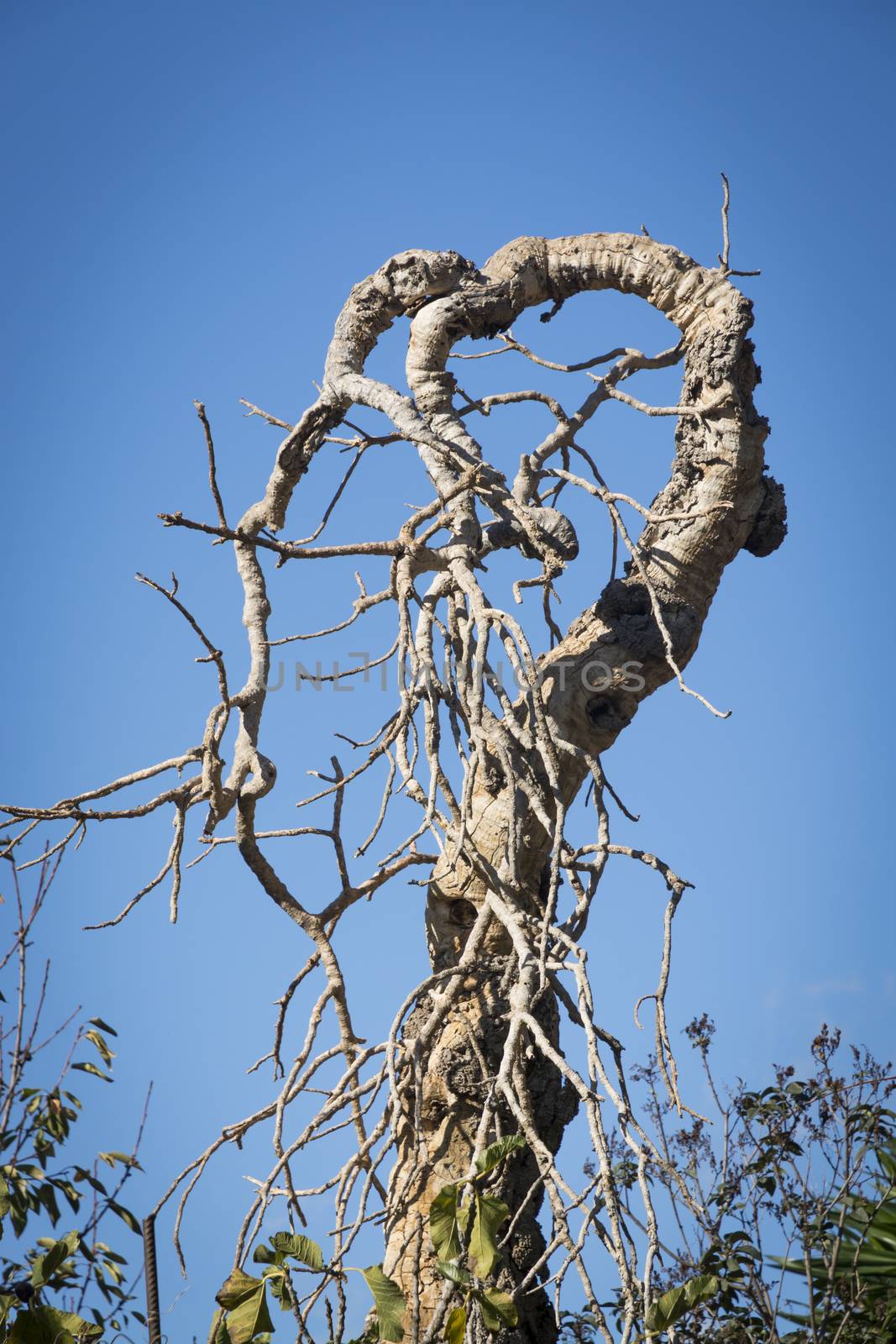 Funny shaped gnarly tree in Mallorca, Balearic islands, Spain in October.