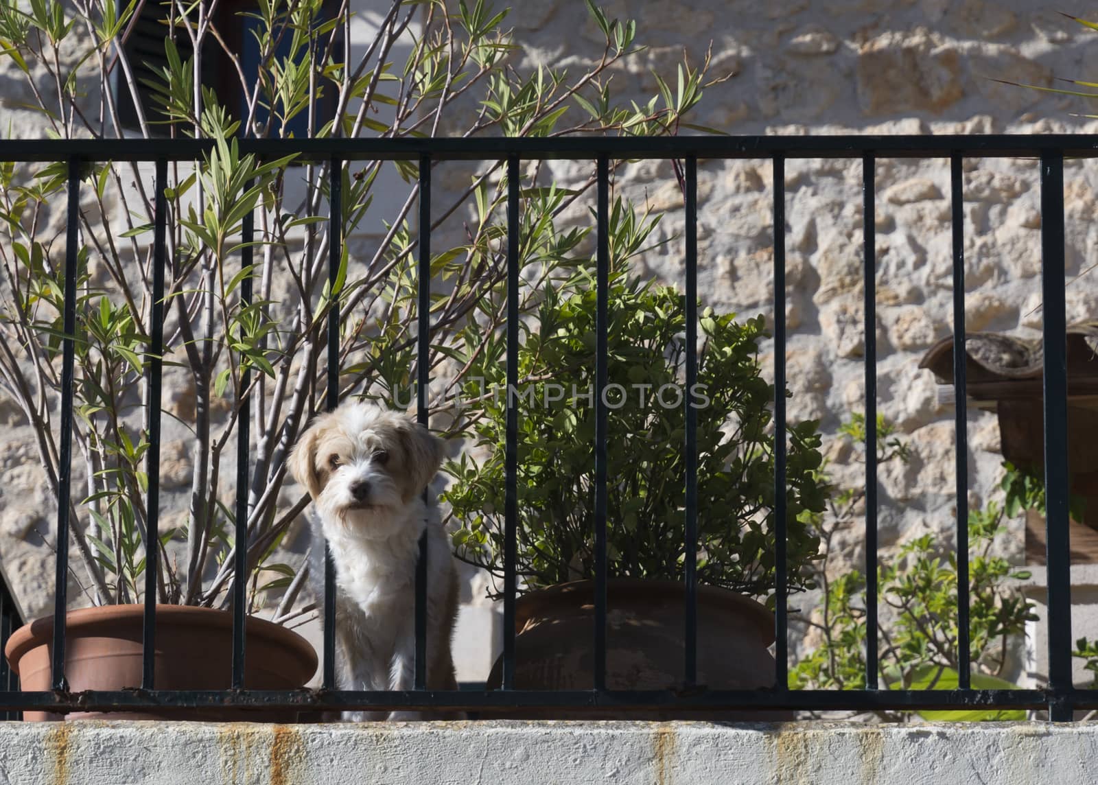 Cute and curious dog, maybe a terrier, on balcony. Mallorca, Balearic islands, Spain.