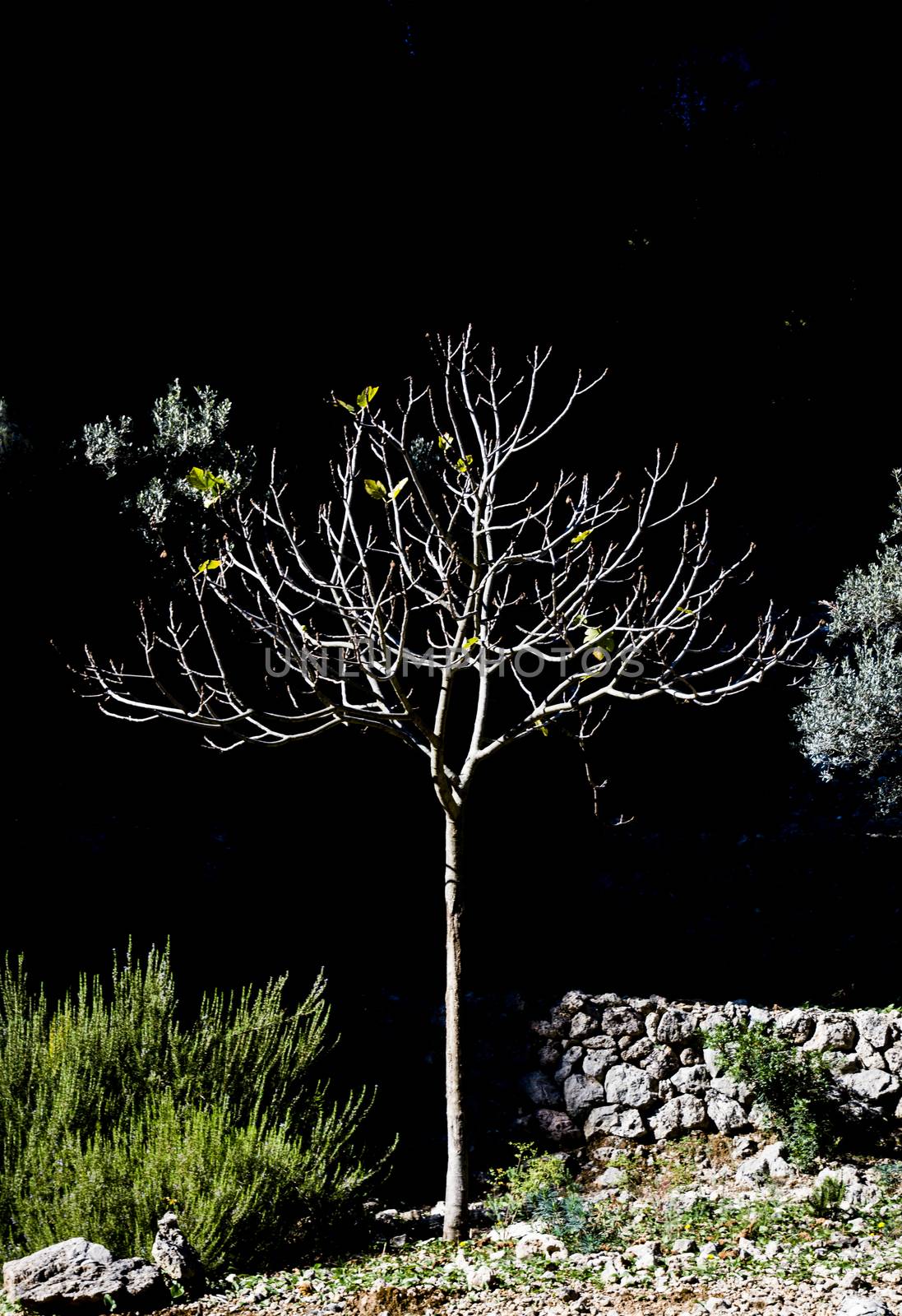 Small sunlit tree i black. Small tree, drystone wall and green shrub in sunlight. High contrast artistic treatment. Mallorca, Balearic islands, Spain.