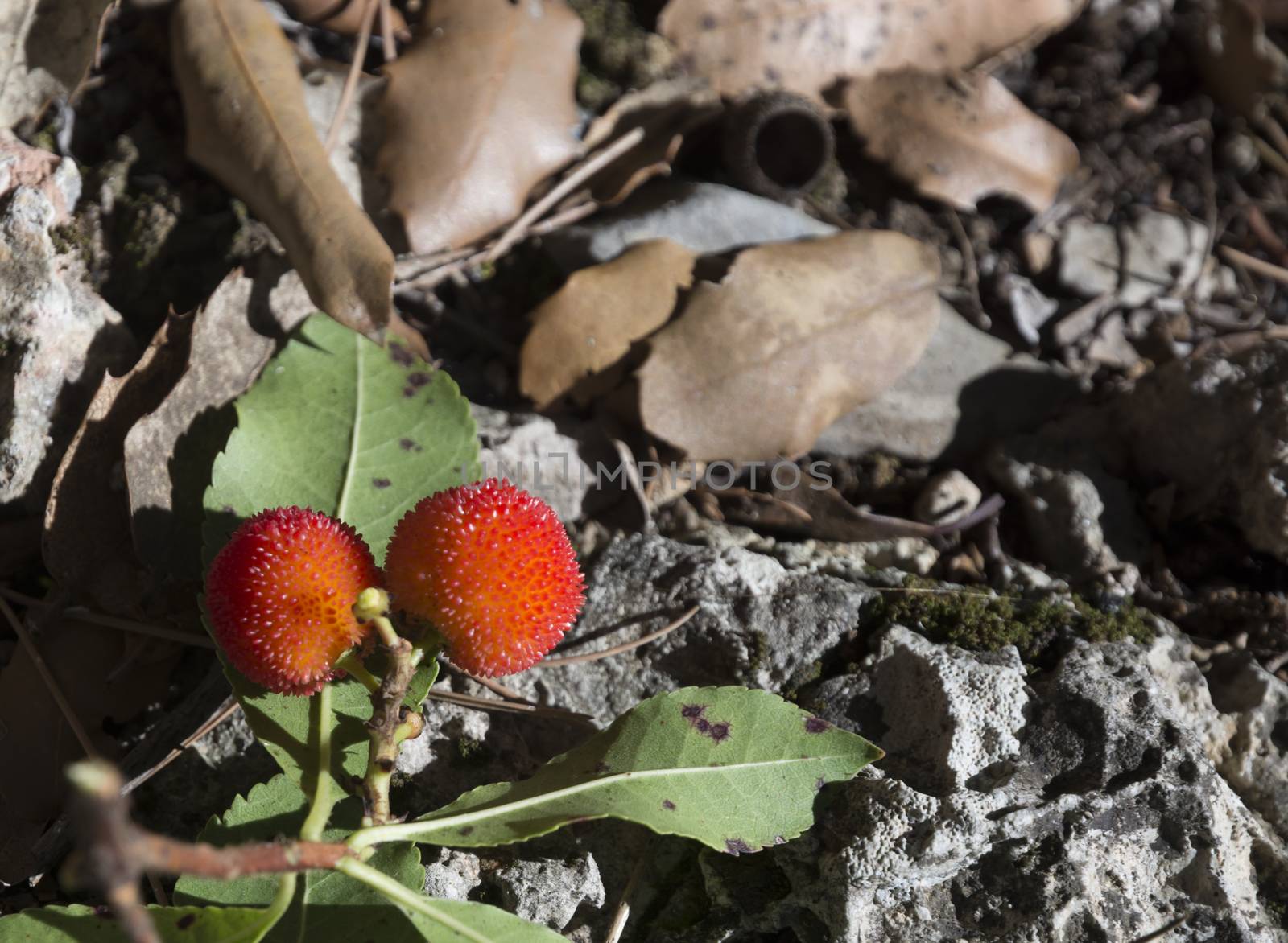 Two strawberry tree fruits. The arbutus or strawberry-tree, Arbutus unedo, is a bush that can grow to up to 3 metres high. It bears red fruit which are edible when ripe. Don't eat too many since it can make you dizzy, give you a headache or even make you sick. The name unedo in Latin indicates you should eat only one. The tree with berries and a bear is included in the symbol for Madrid. Madroño in castillian Spanish.