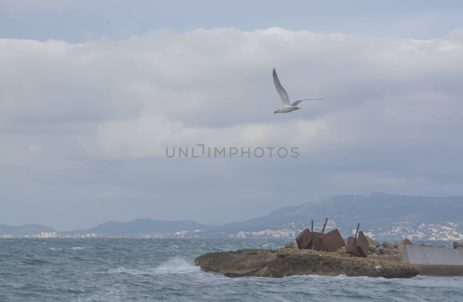 Seagull with catch in Palma bay. Mallorca, Spain in November.