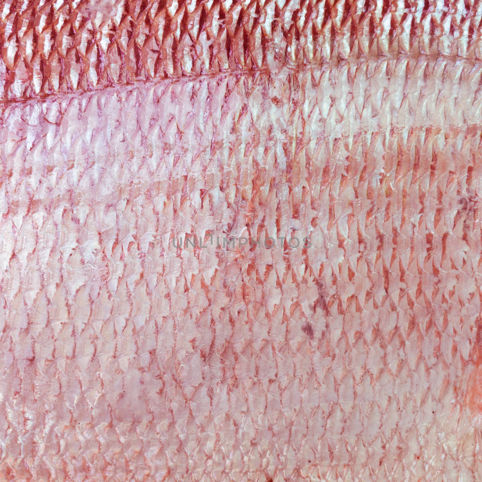 Texture of fish skin use for background