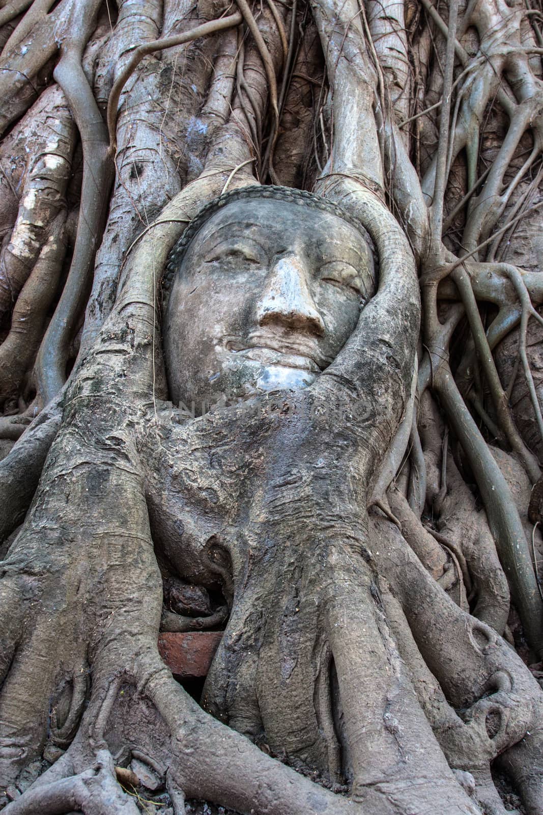 Buddha head overgrown by fig in Wat Mahatat in Ayutthaya by kannapon