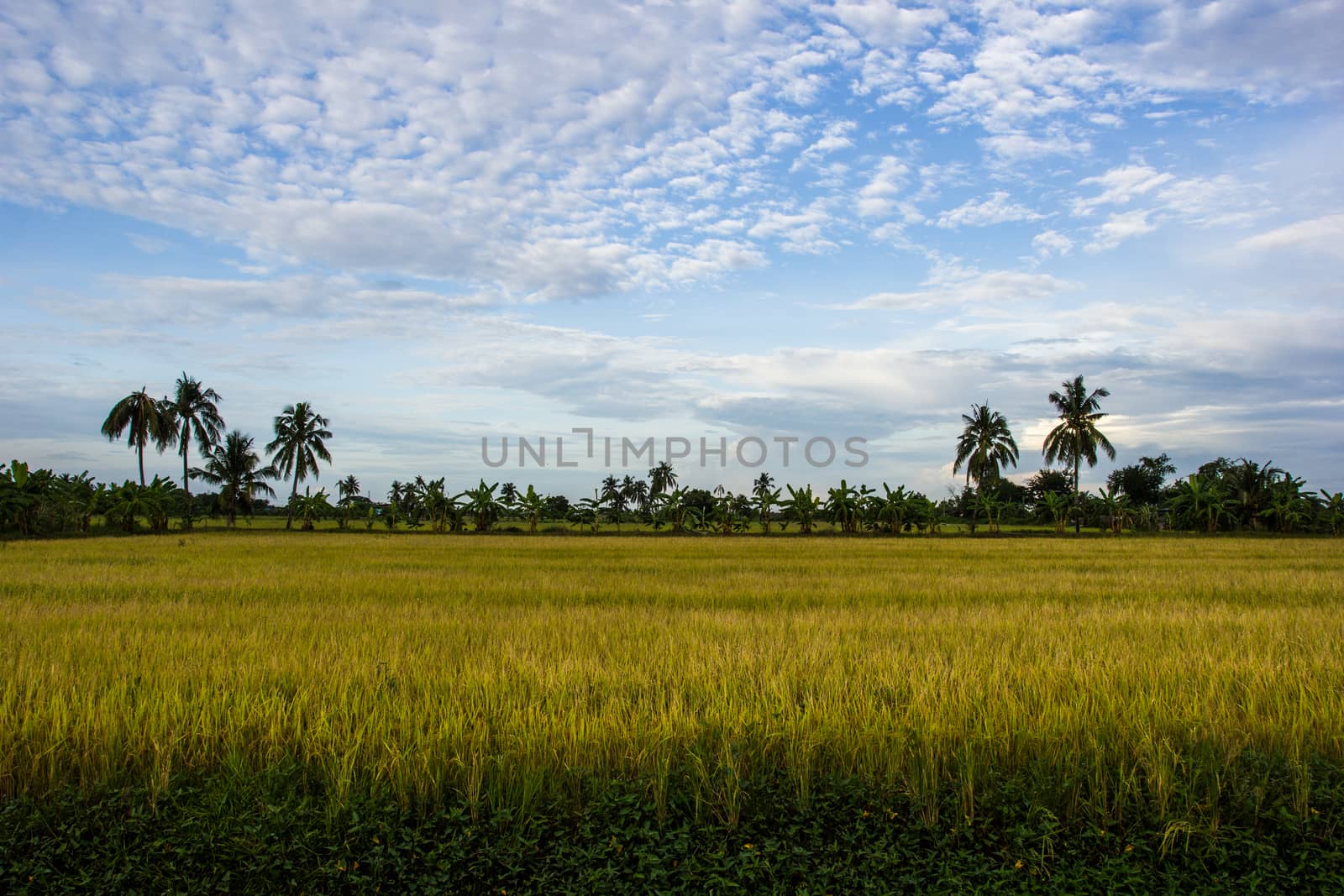 Padi Field, Nakornpathom, Thailand by kannapon