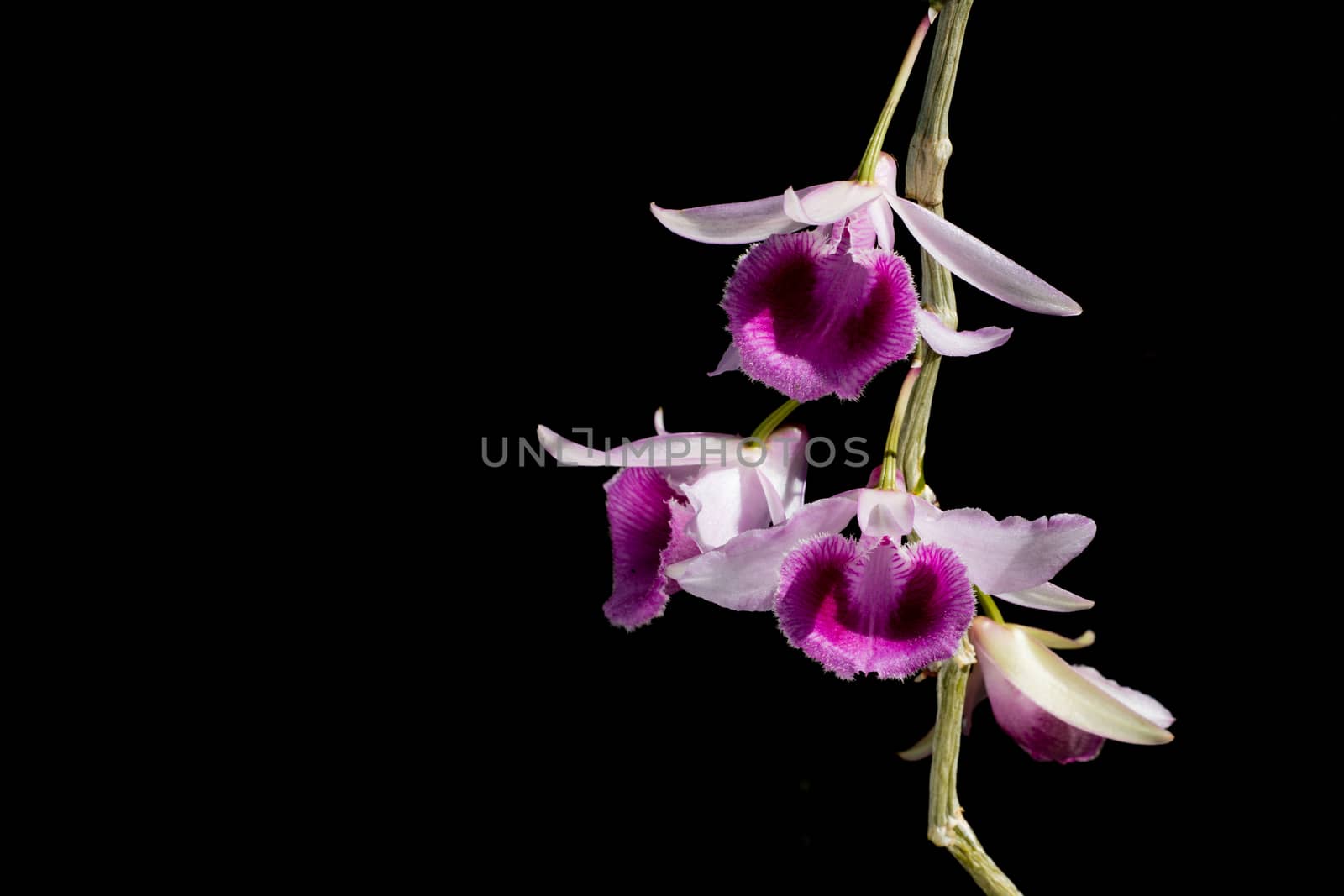 group of purple orchid on black background  by wyoosumran