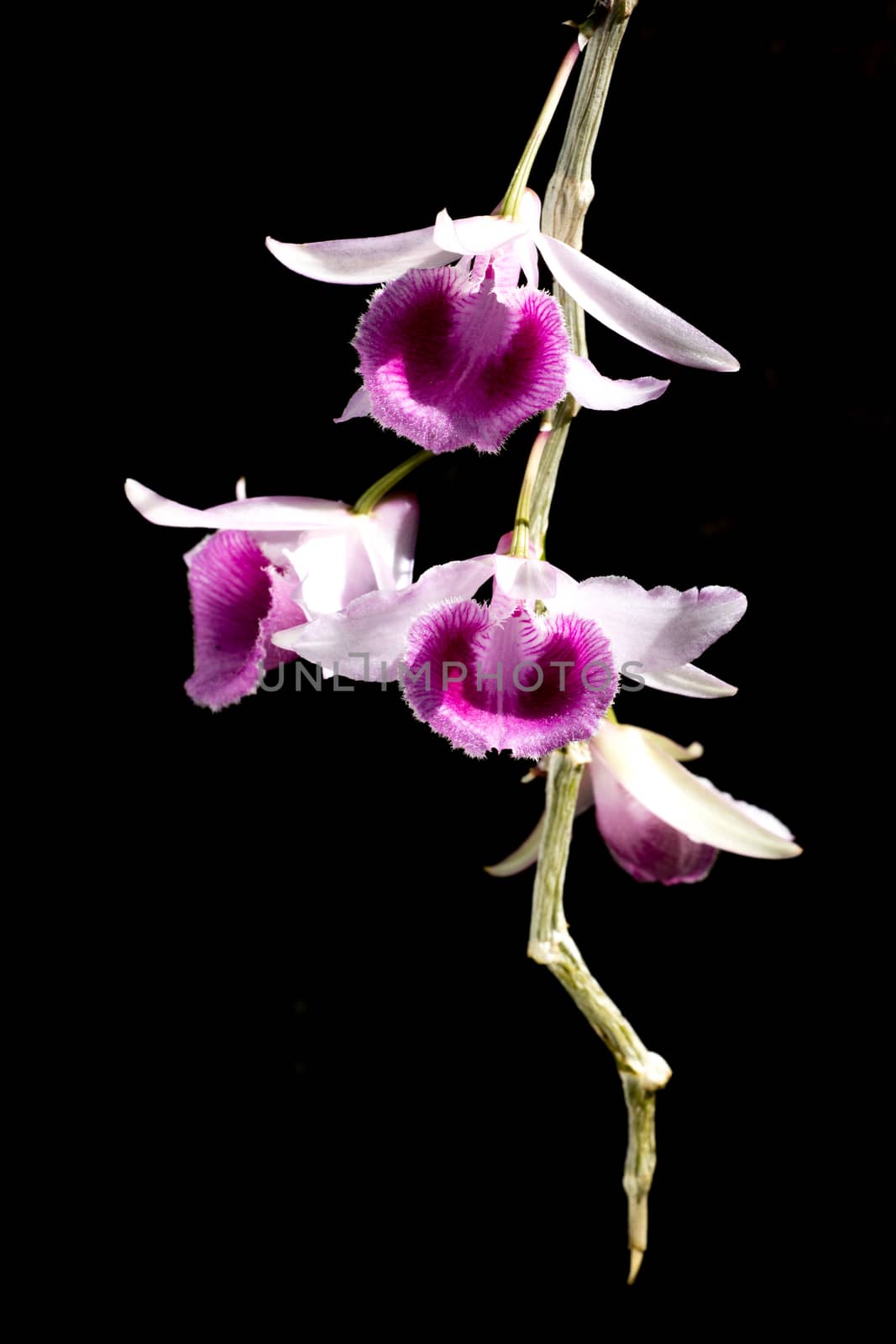 group of purple orchid on black background by wyoosumran