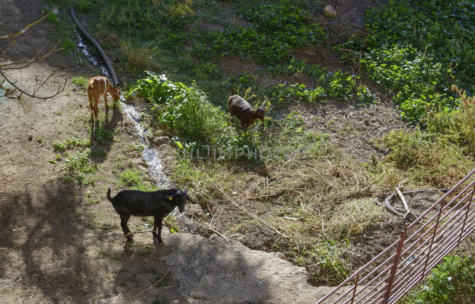 Three Goats Grazing. Goats grazing in a garden. Mallorca, Balearic islands, Spain in October.