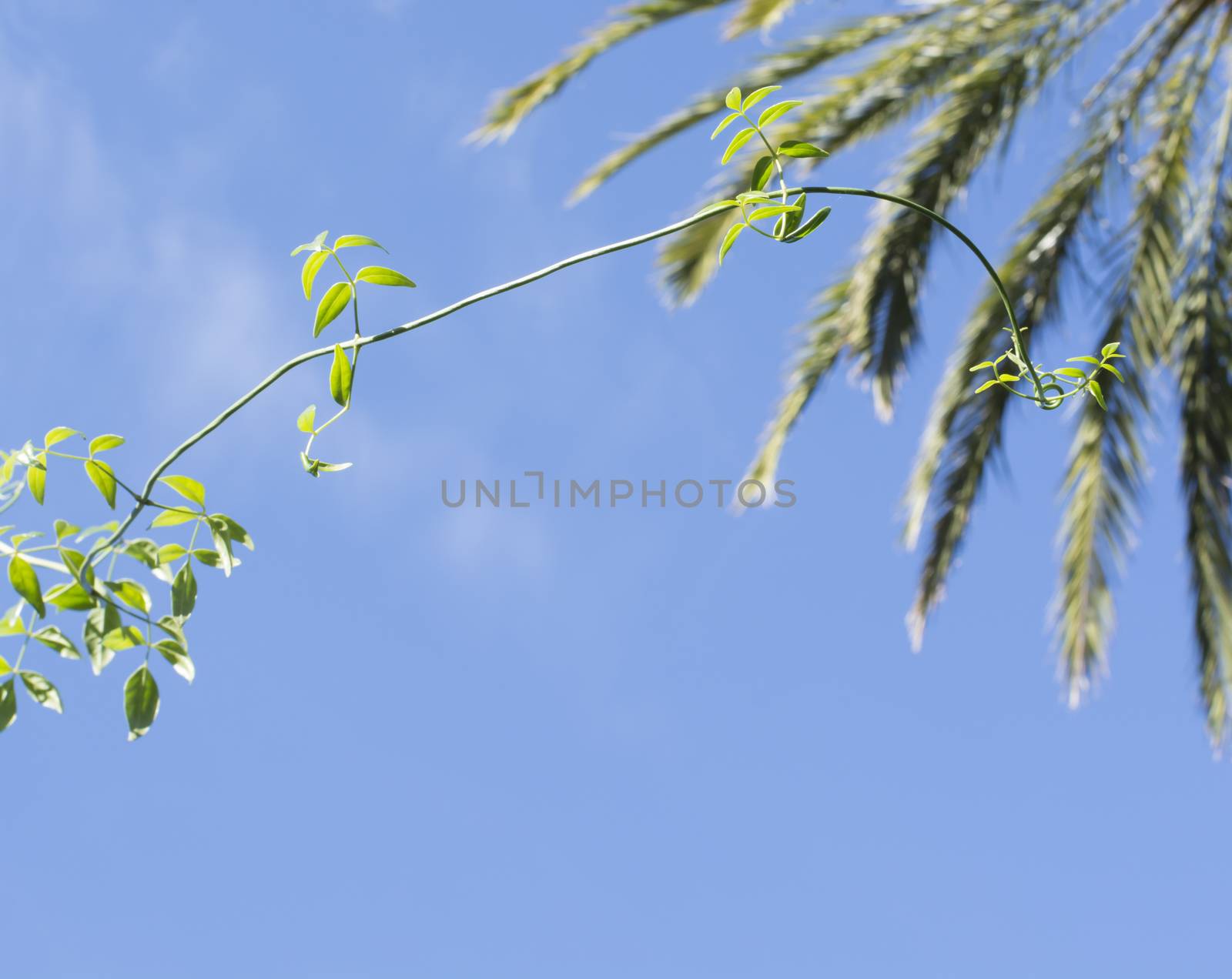 Green leafy plant growing against blue sky with palm tree in the background. Mallorca, Balearic islands, Spain.