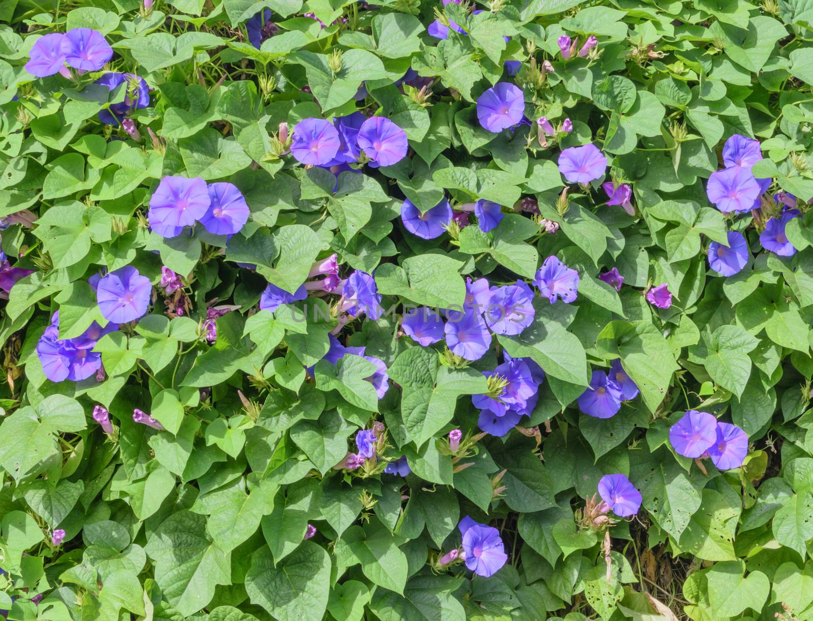 Purple Morning Glory Wall. Mallorca, Balearic islands, Spain in October.