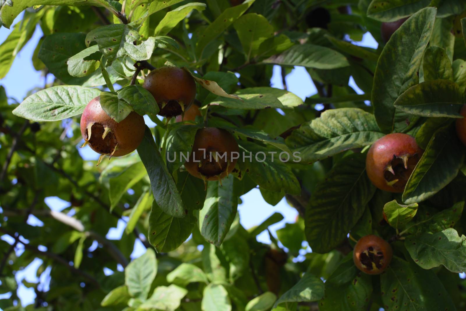 Mespilus germanica, Nesplera. Mespilus germanica, known as the medlar or common medlar, is a large shrub or small tree, and the name of the fruit of this tree.