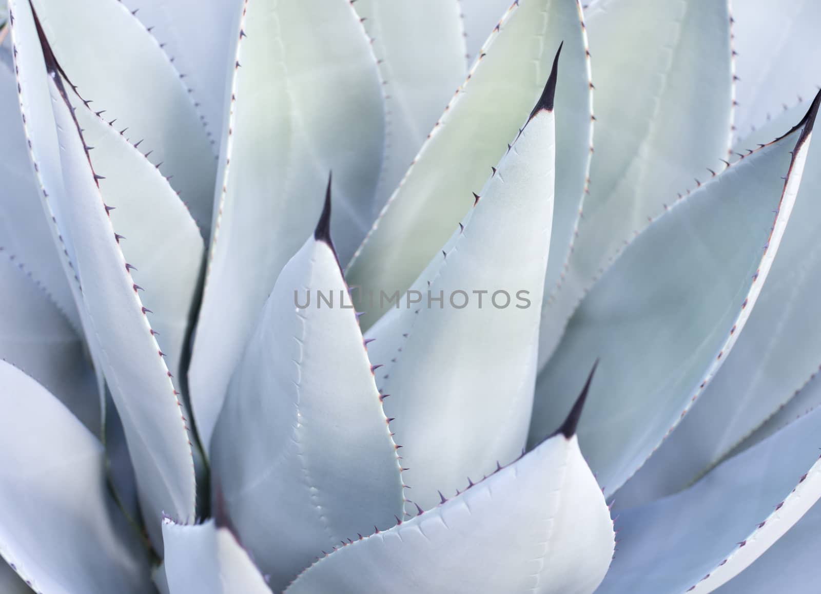 Decorative leaves on Aloe Vera plant by ArtesiaWells