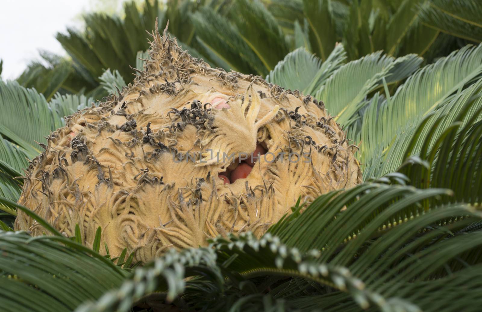 Cycas Revoluta seed capsule by ArtesiaWells