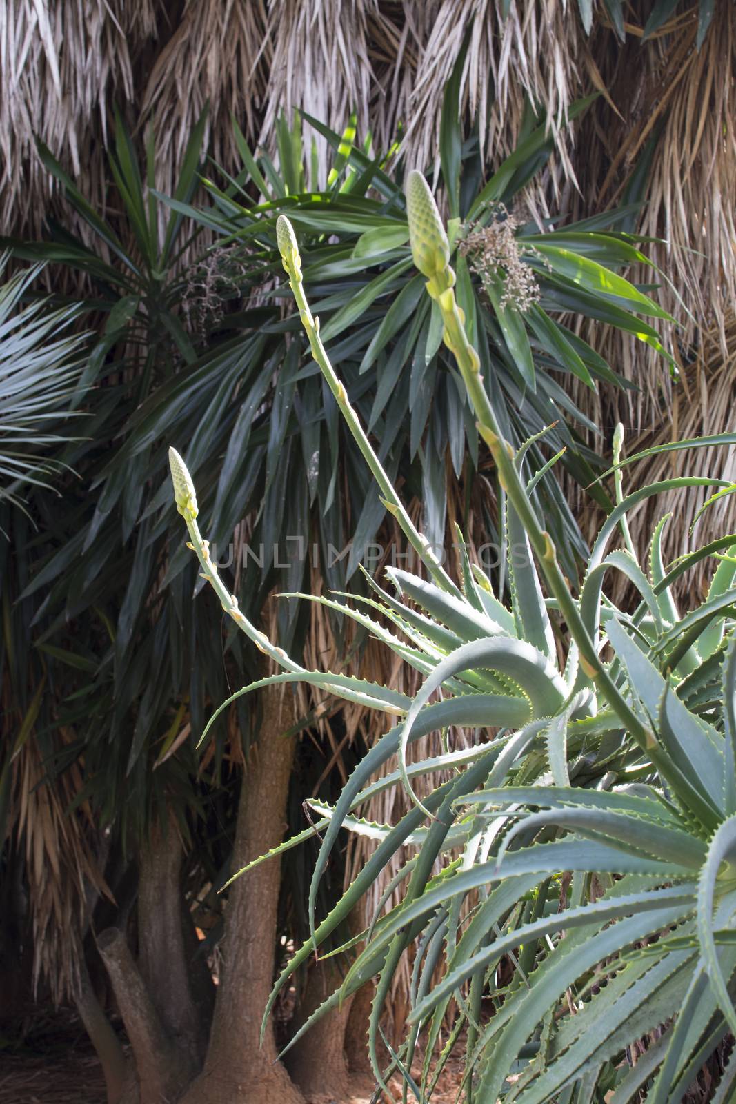 Aloe Vera natural environment, vertical image. Mallorca, Balearic islands, Spain in October.