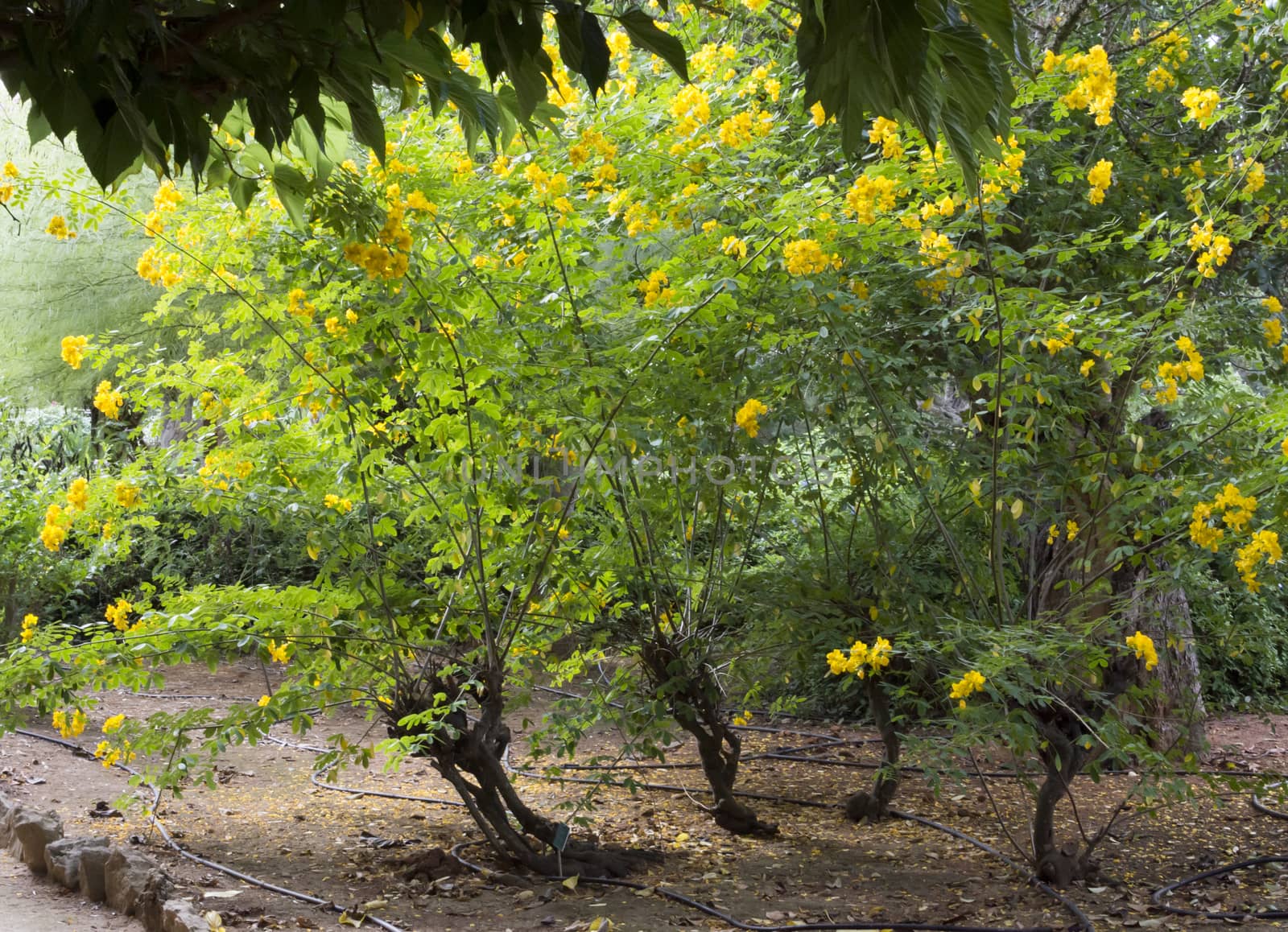 Blooming Cassia Tree. Cassia tree in bloom, Mallorca, Balearic islands, Spain in October.