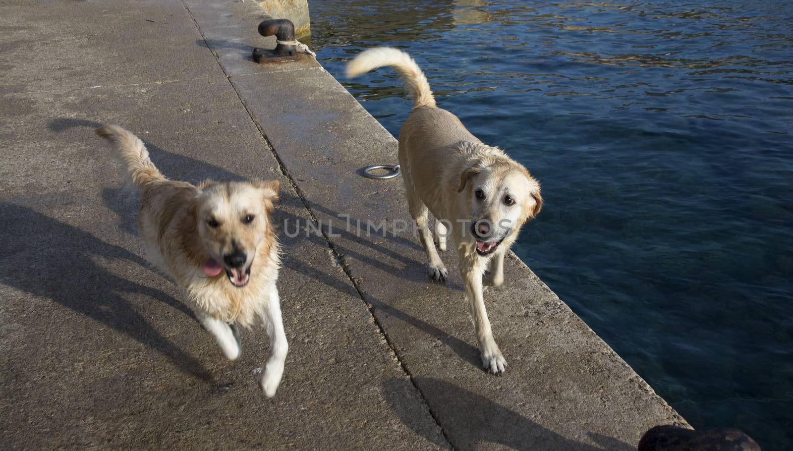 Two Happy Wet Dogs by ArtesiaWells